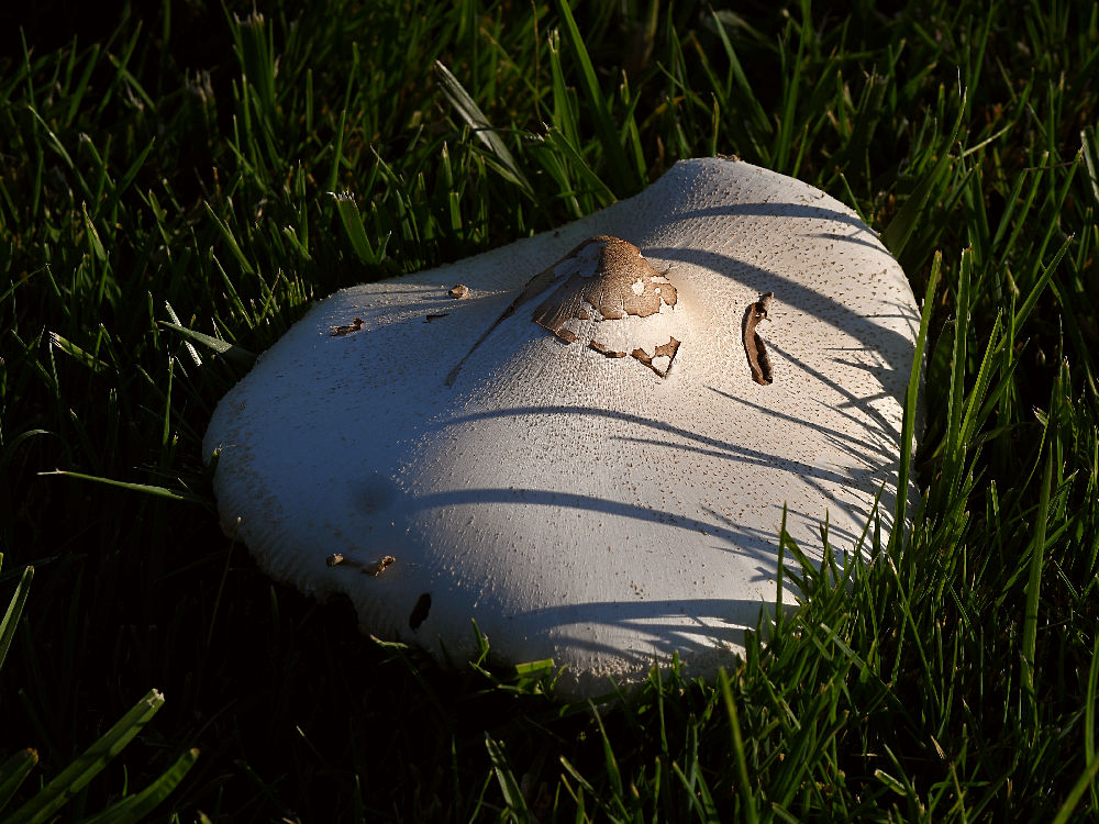 Mushroom2.jpg