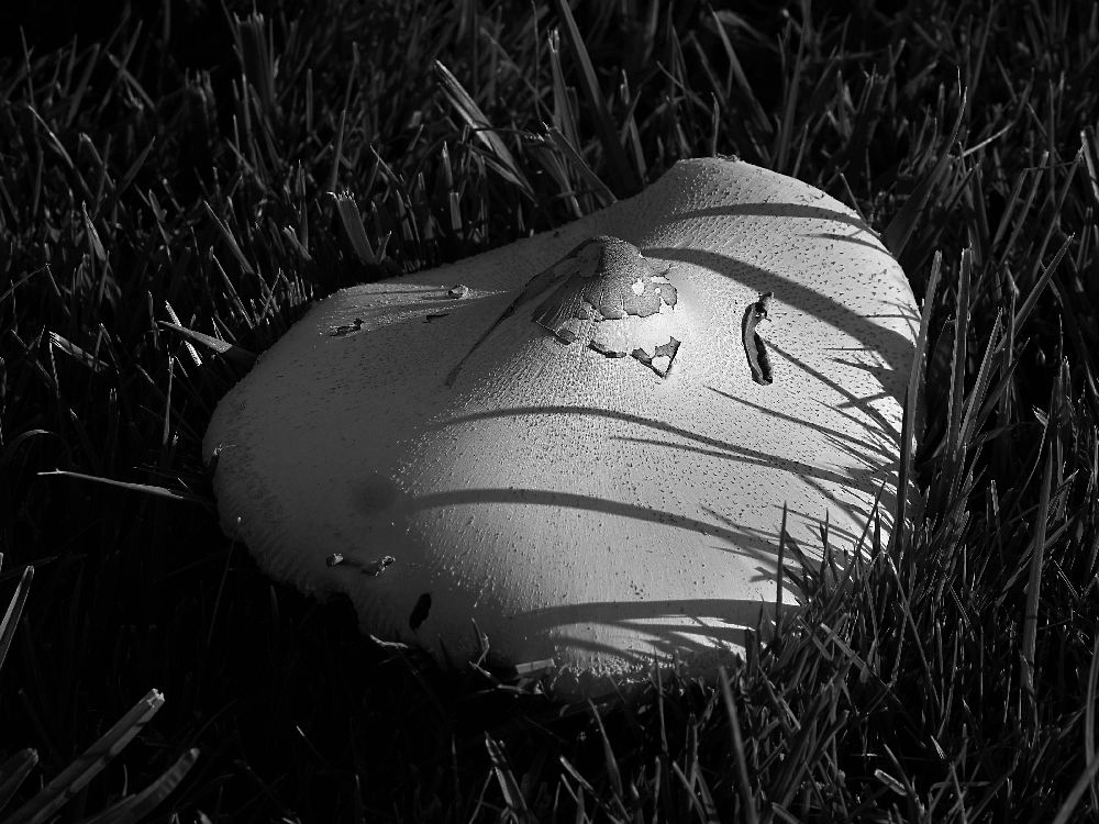 MushroomBW.jpg