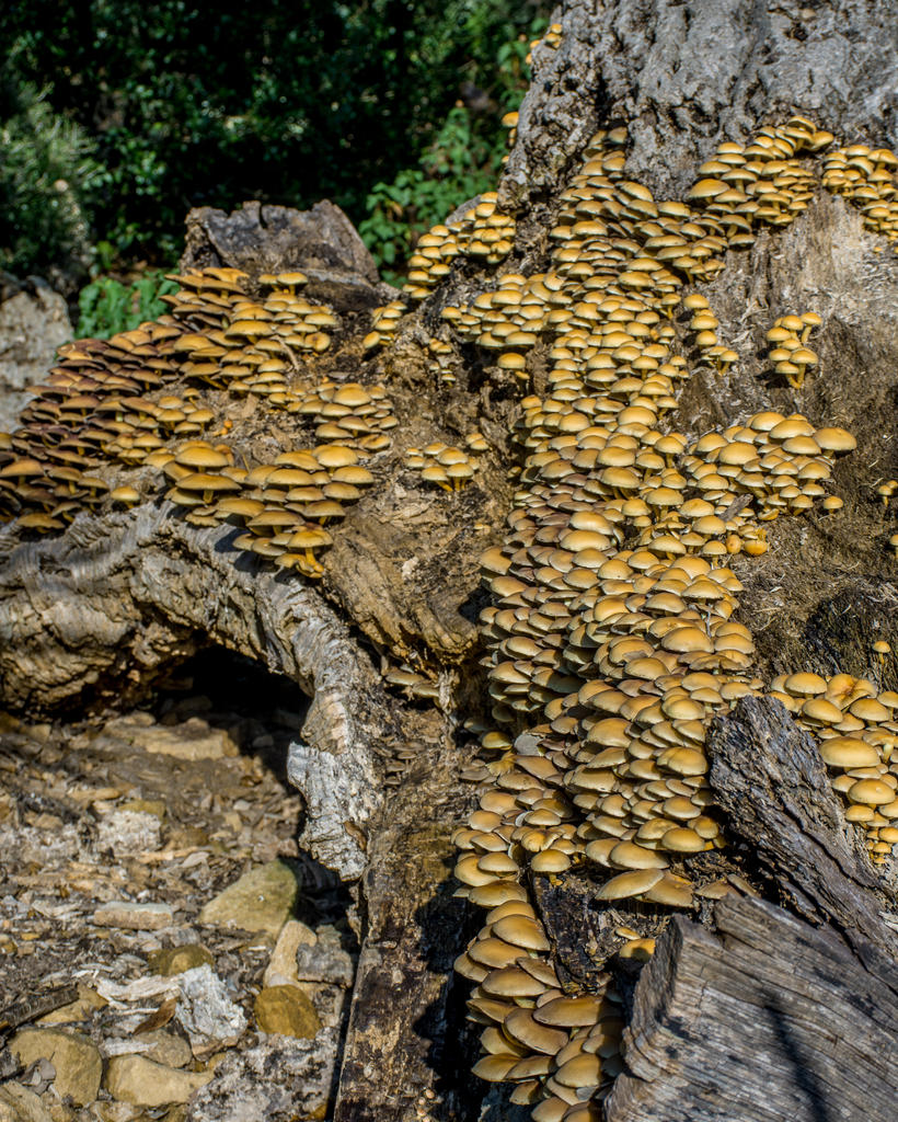 Mushrooms 2.jpg