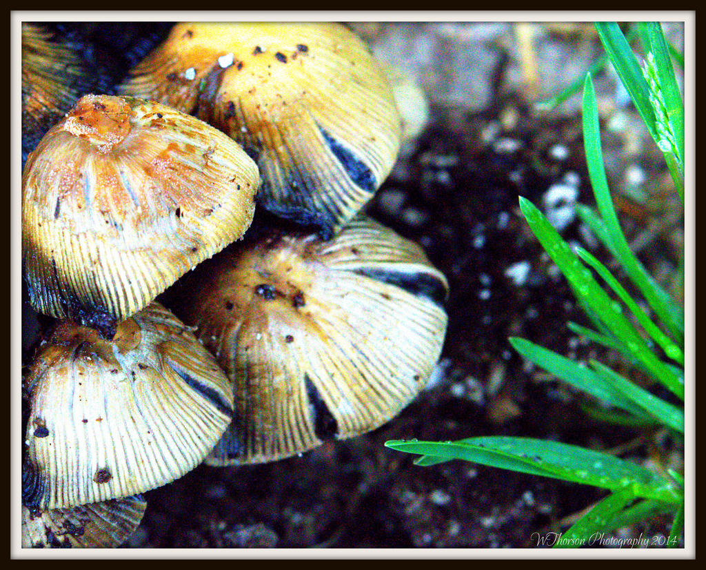 Mushrooms.jpg