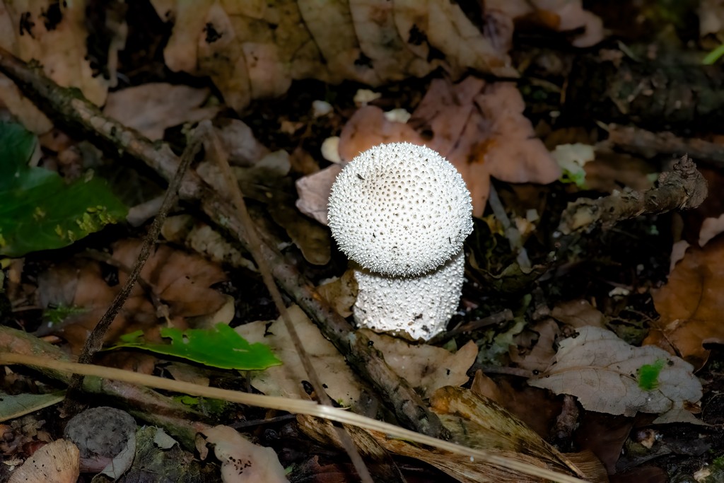 mushrooms4jpg.jpg