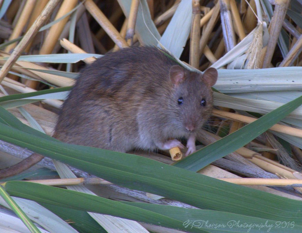 Muskrat #2 8-17-2016.jpg