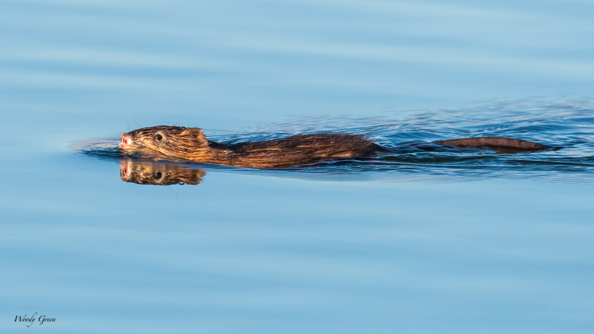 Muskrat -249.jpg