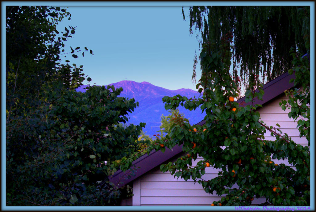 My Backyard July 1st.jpg