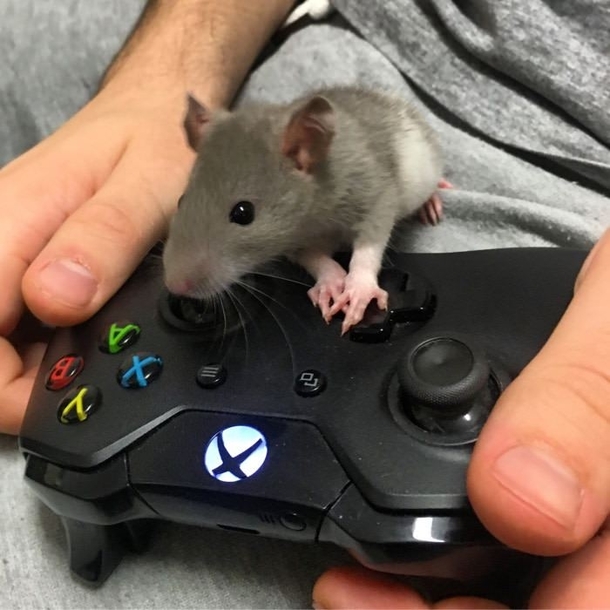 my-gaming-mouse-244325.jpg