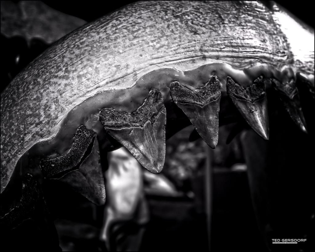 My What Big Teeth You Have.jpg