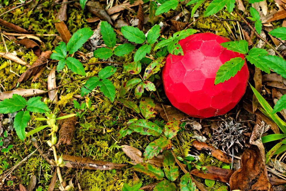 Mysterious Red Ball in Yard.jpg