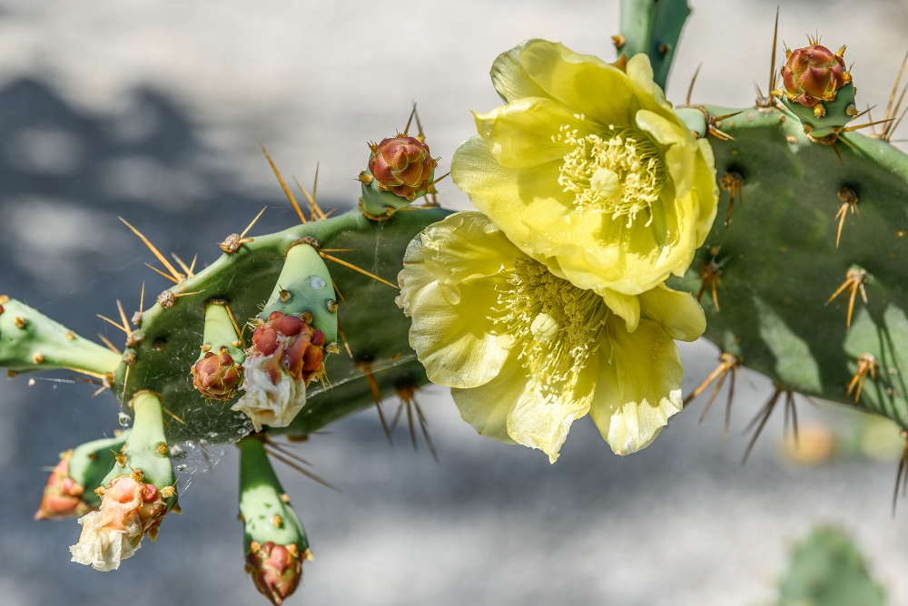 Naples,Botanical Gardens--6 (1000x668).jpg
