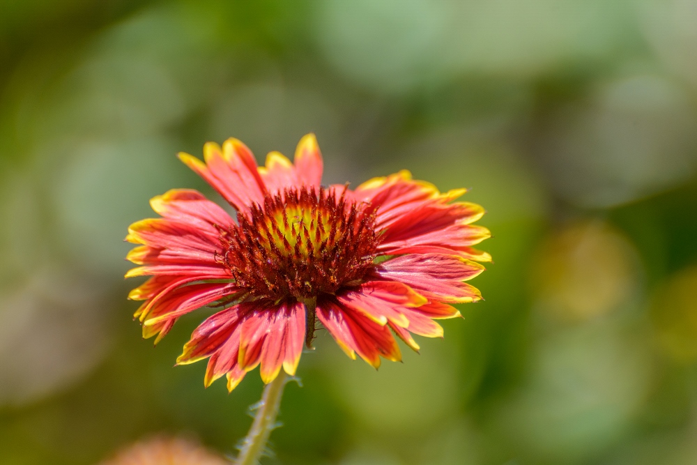 Naples,Botanical Gardens--9 (1000x667).jpg