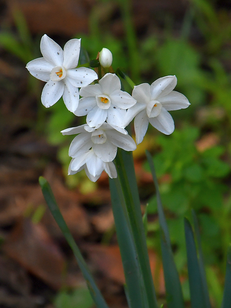 Narcissus.jpg