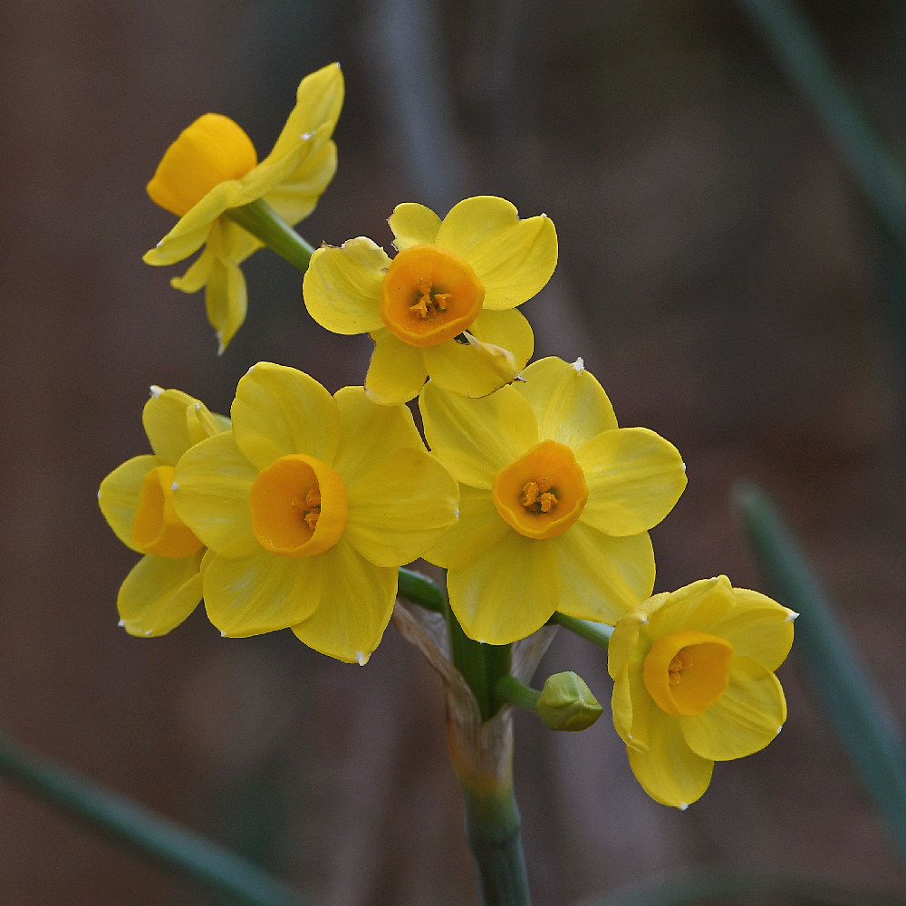 Narcissus.jpg
