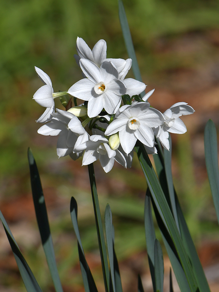 Narcissus.jpg
