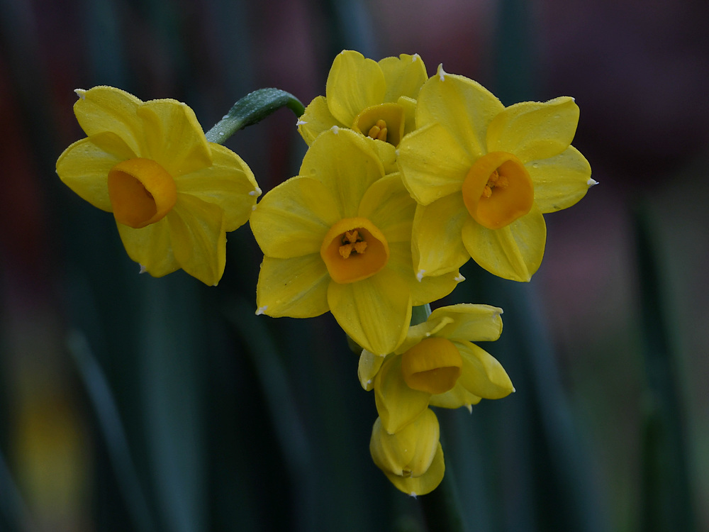 Narcissus.jpg