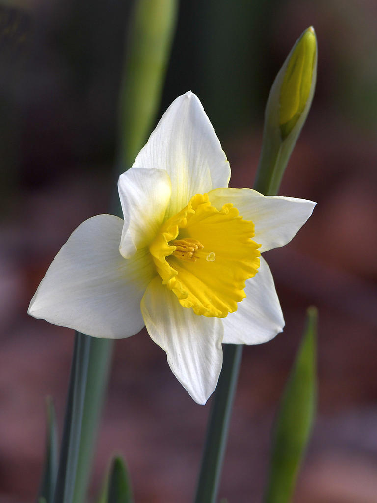 Narcissus.jpg