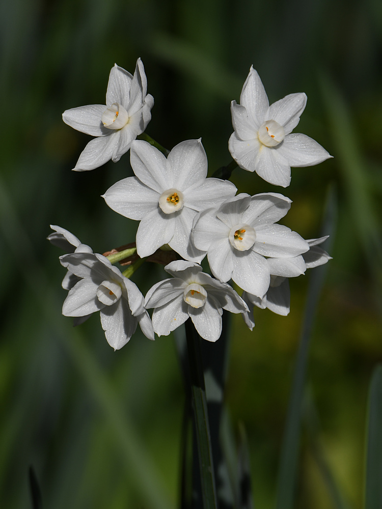 Narcissus2.jpg