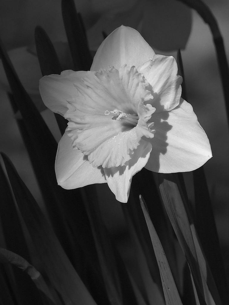 NarcissusBW.jpg
