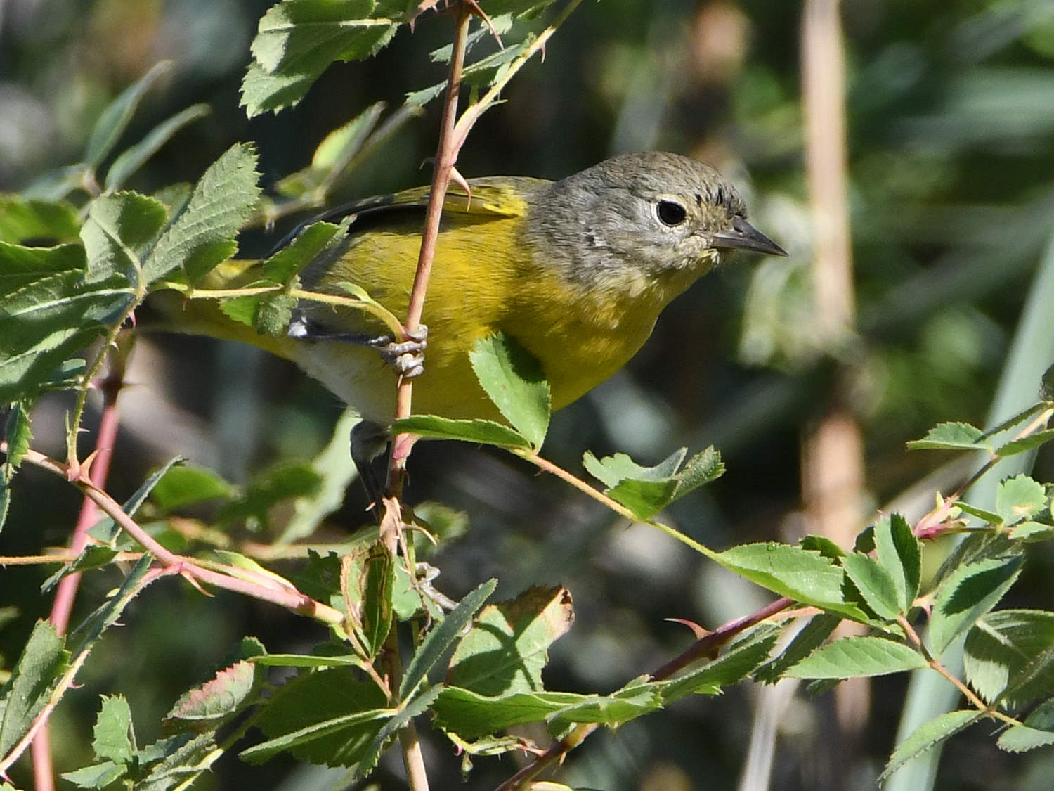 NashvileWarbler.jpg
