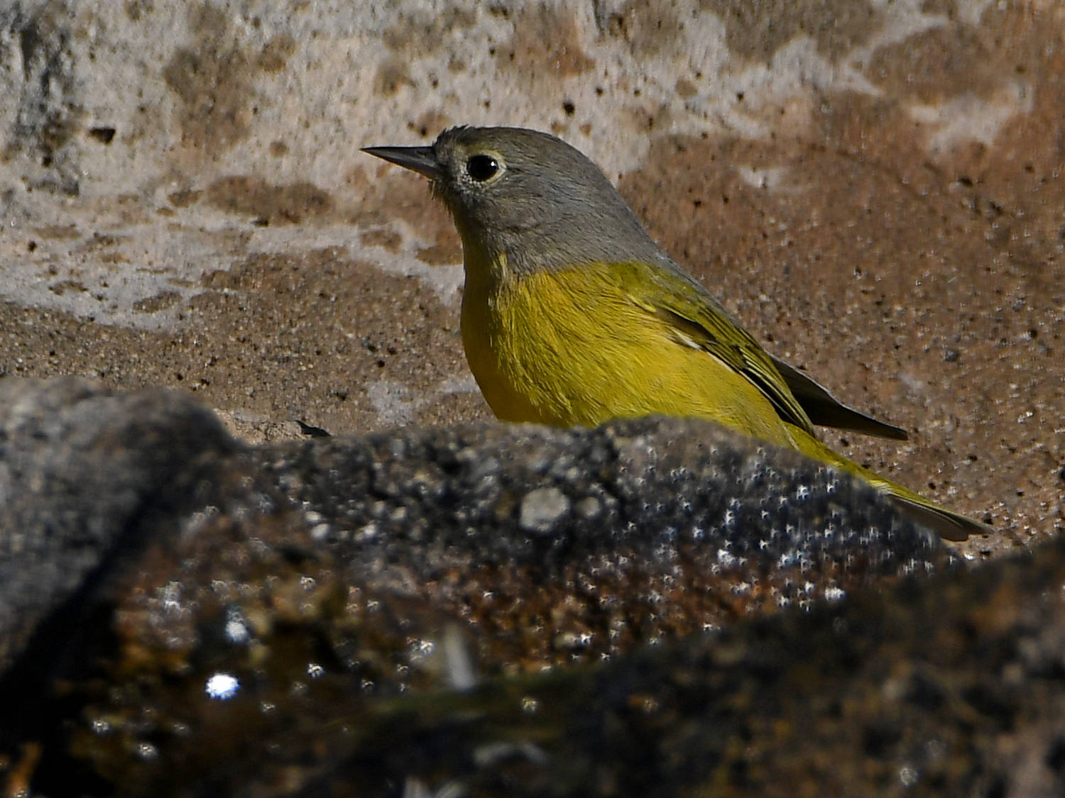 NashvileWarbler6.jpg