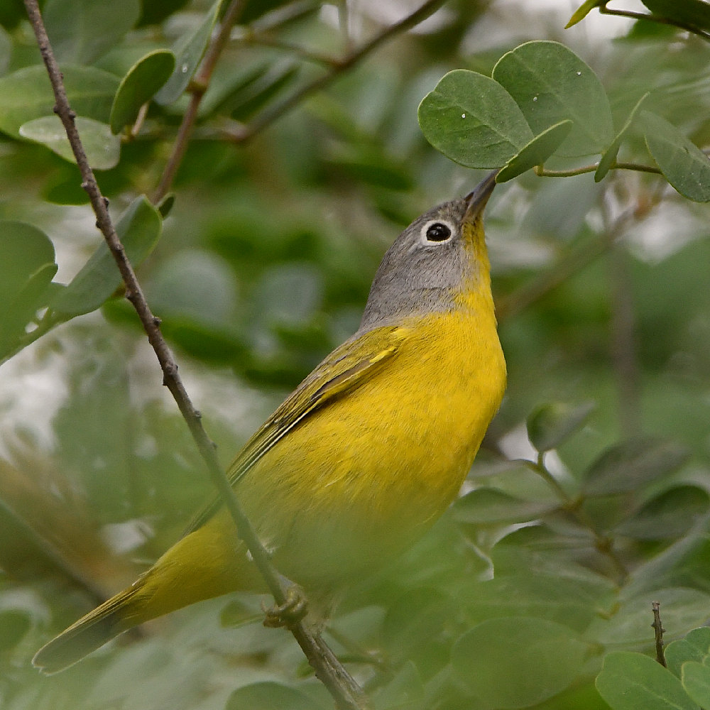 NashvilleWarbler.jpg