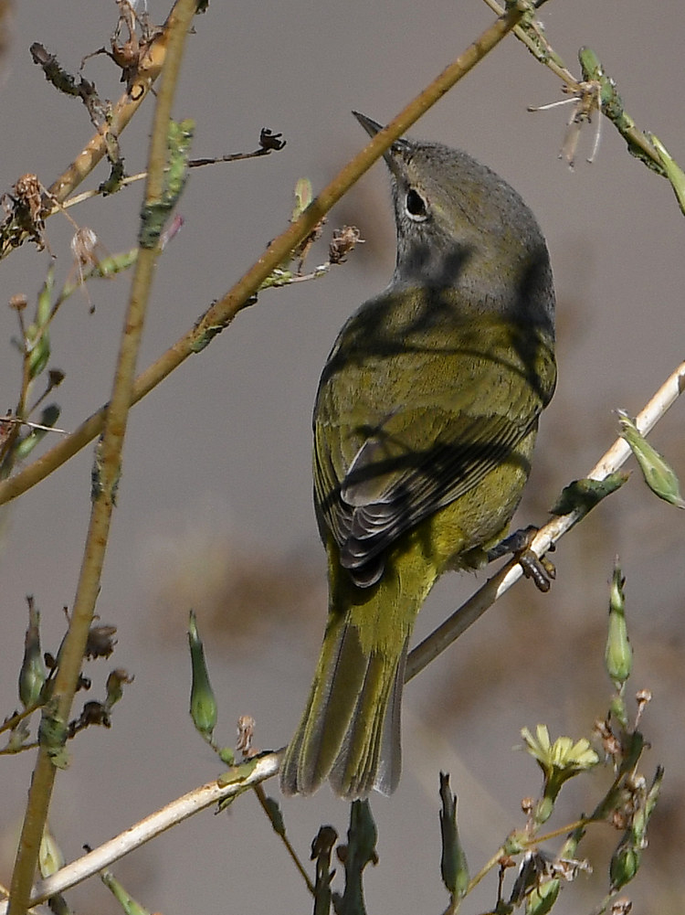 NashvilleWarbler.jpg