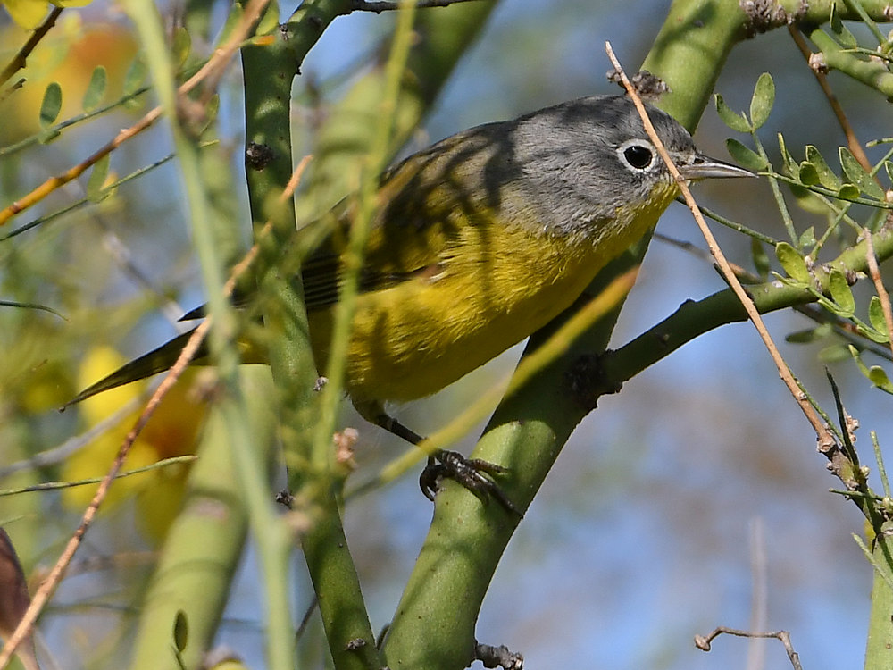 NashvilleWarbler.jpg