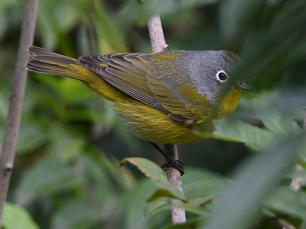 NashvilleWarbler.jpg