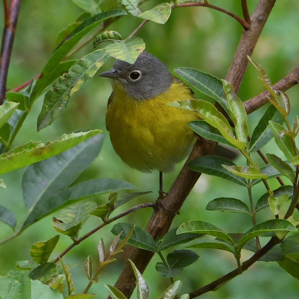 NashvilleWarbler.jpg