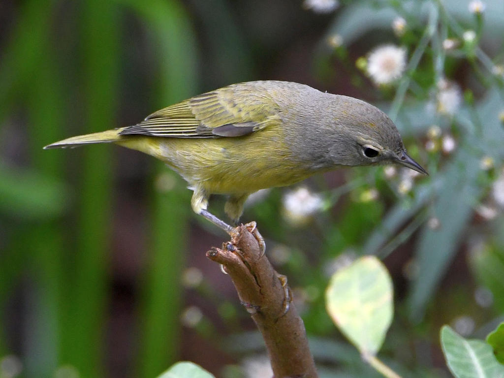 NashvilleWarbler.jpg