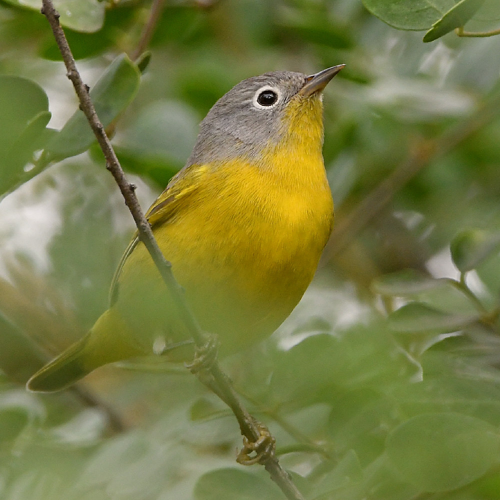 NashvilleWarbler2.jpg