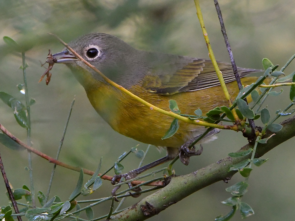 NashvilleWarbler2.jpg