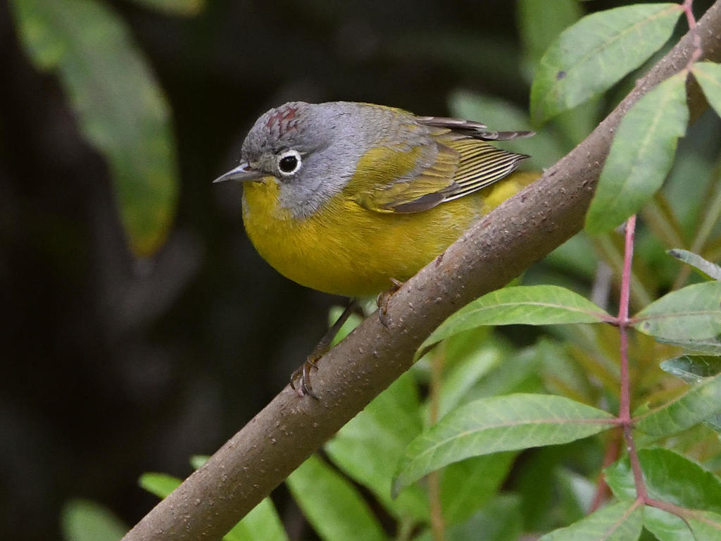NashvilleWarbler2.jpg