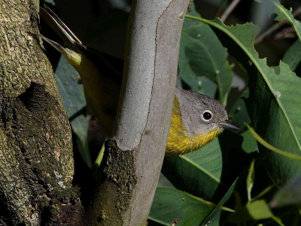 NashvilleWarbler2.jpg