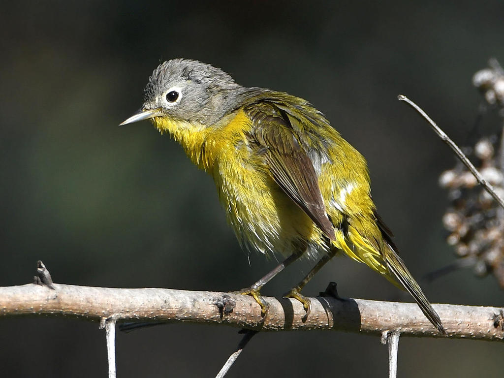 NashvilleWarbler2.jpg