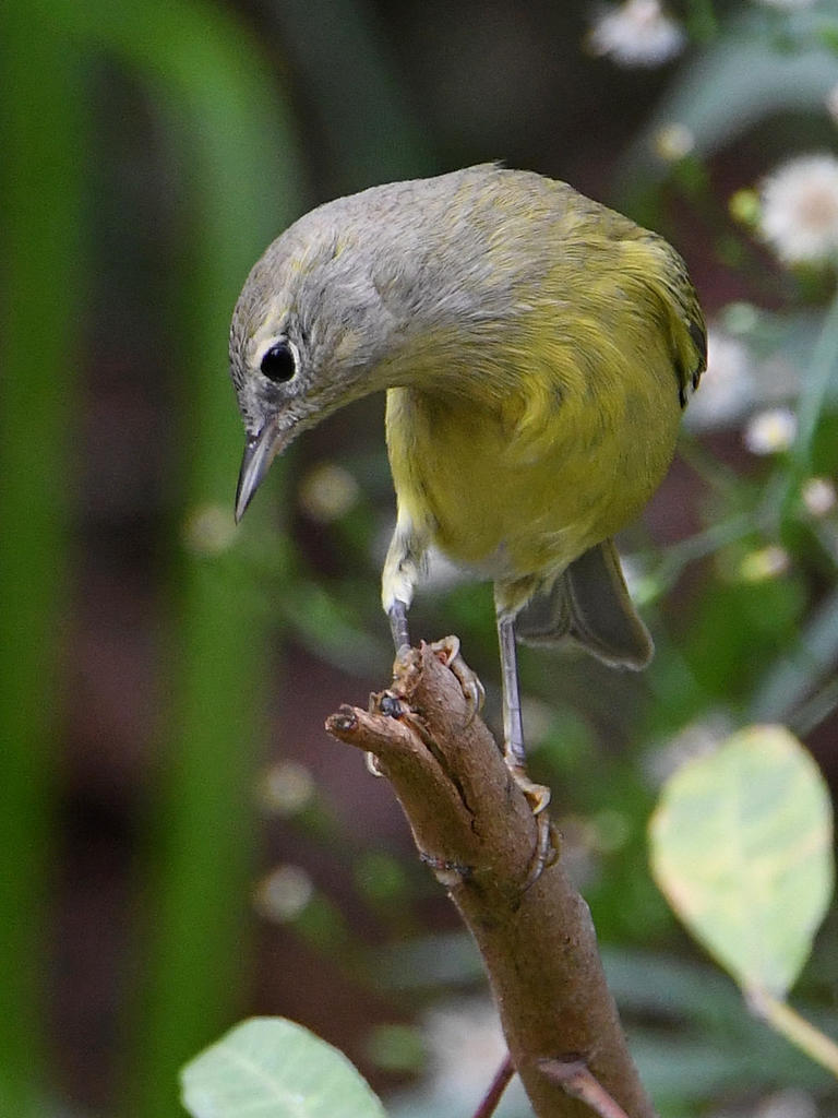 NashvilleWarbler2.jpg