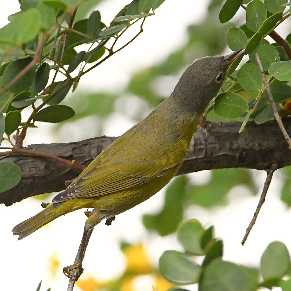 NashvilleWarbler3.jpg