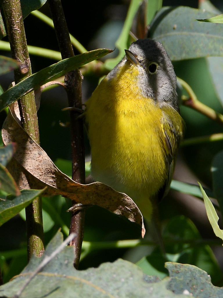 NashvilleWarbler3.jpg