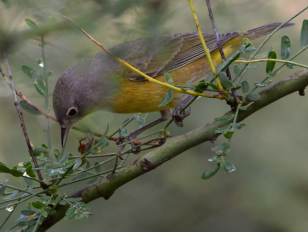 NashvilleWarbler4.jpg