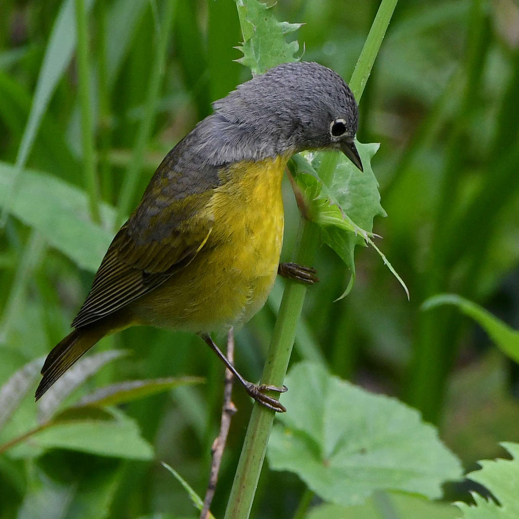 NashvilleWarbler4.jpg