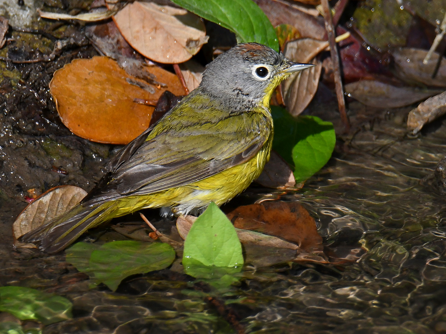 NashvilleWarbler4.jpg