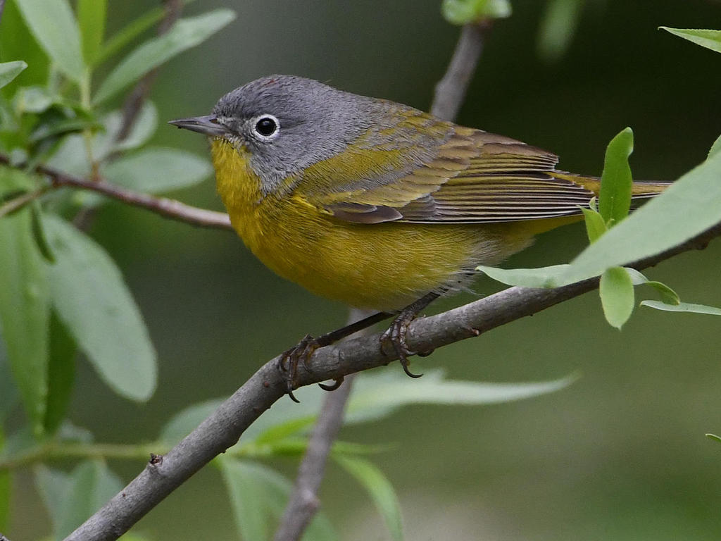 NashvilleWarbler5.jpg
