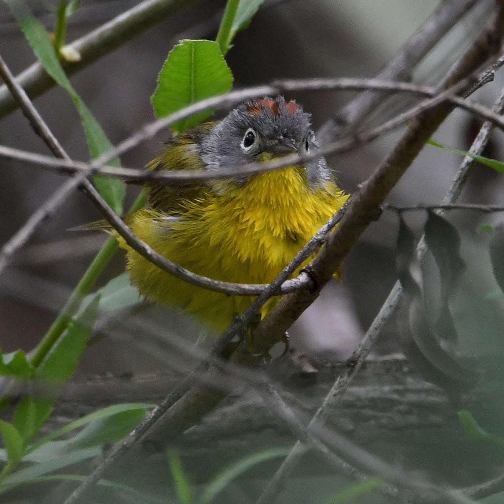 NashvilleWarbler6.jpg