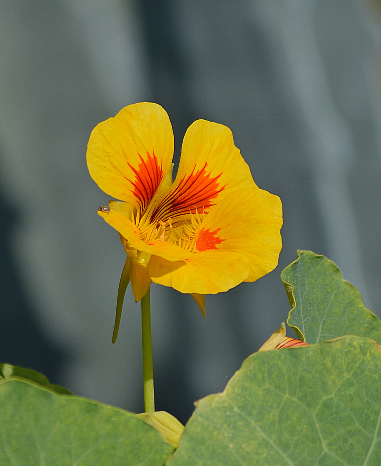 Nasturium04Jan2014_2.jpg