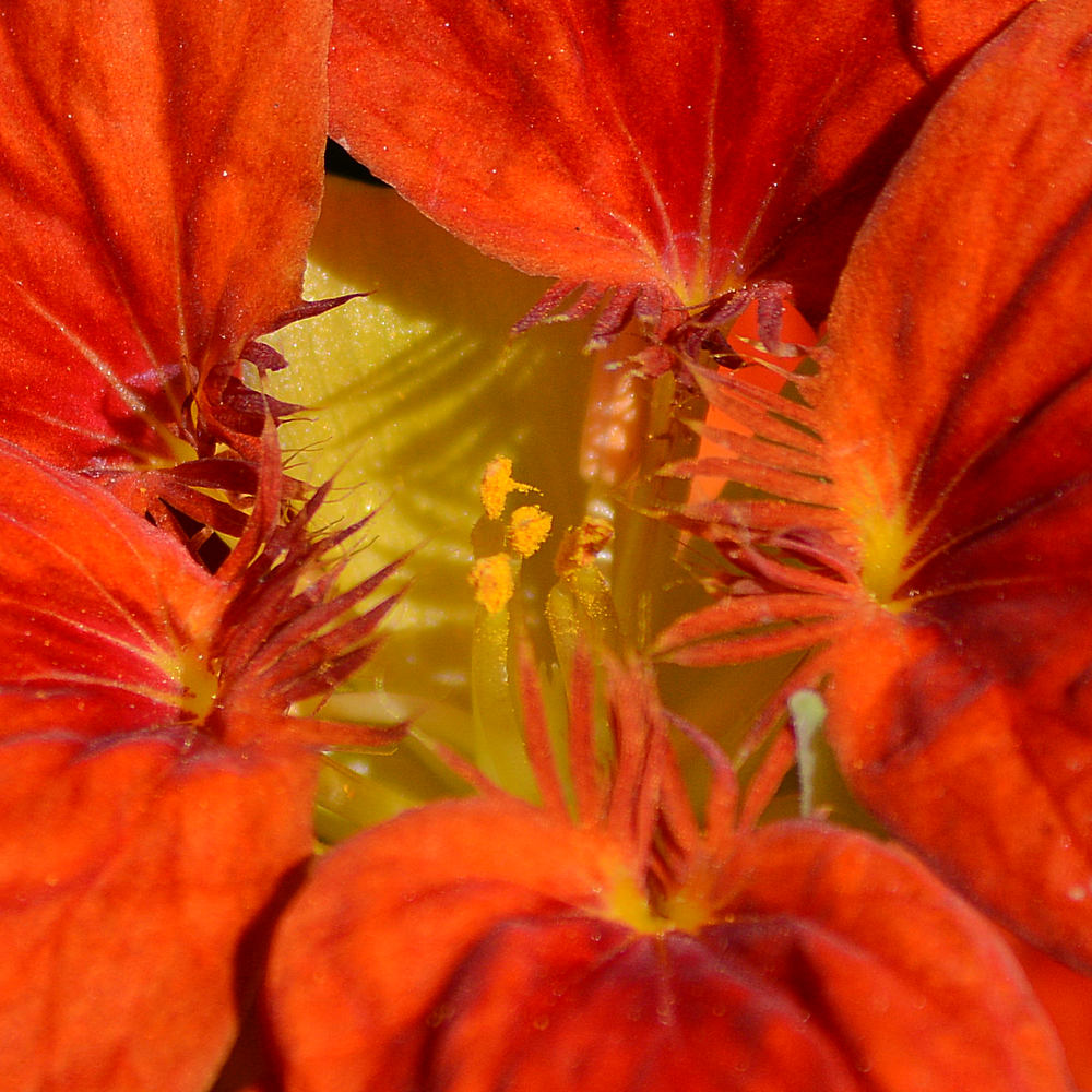 Nasturtium.jpg
