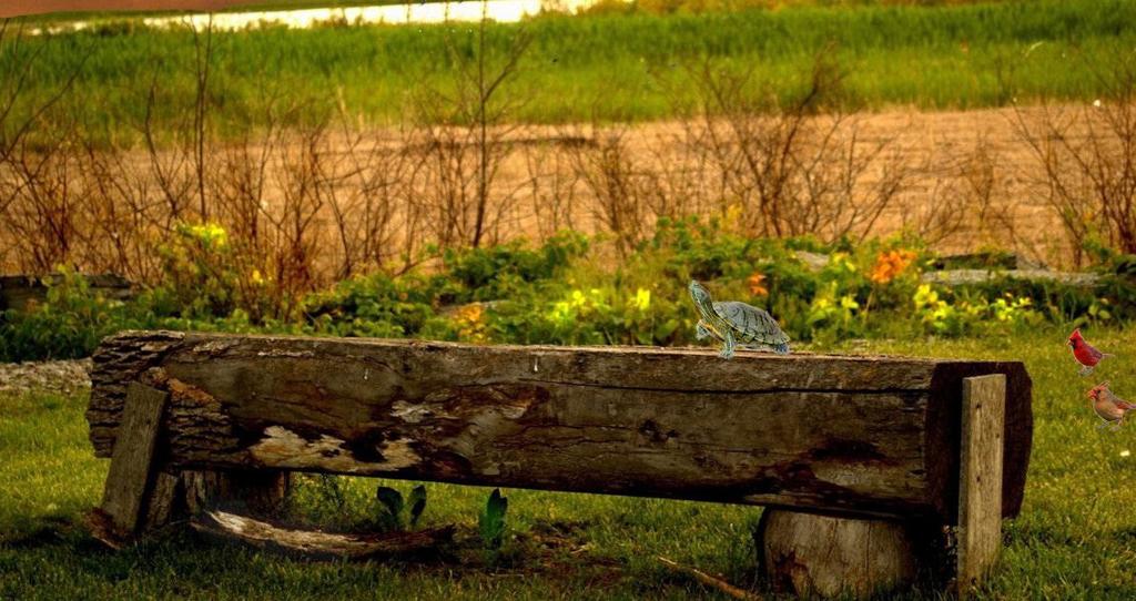 nature.jpg