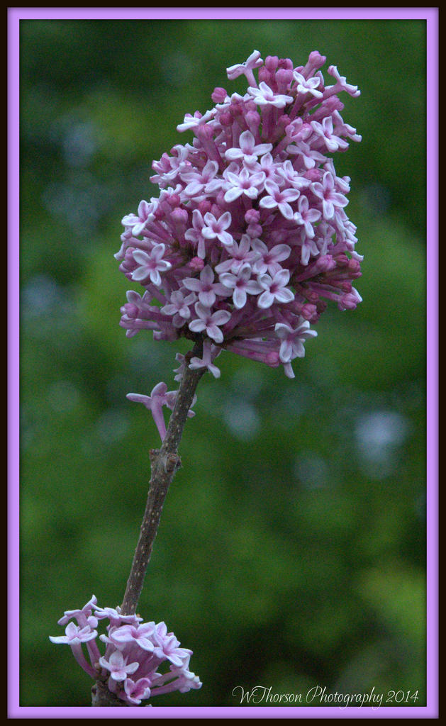 Neighbors Flower.jpg