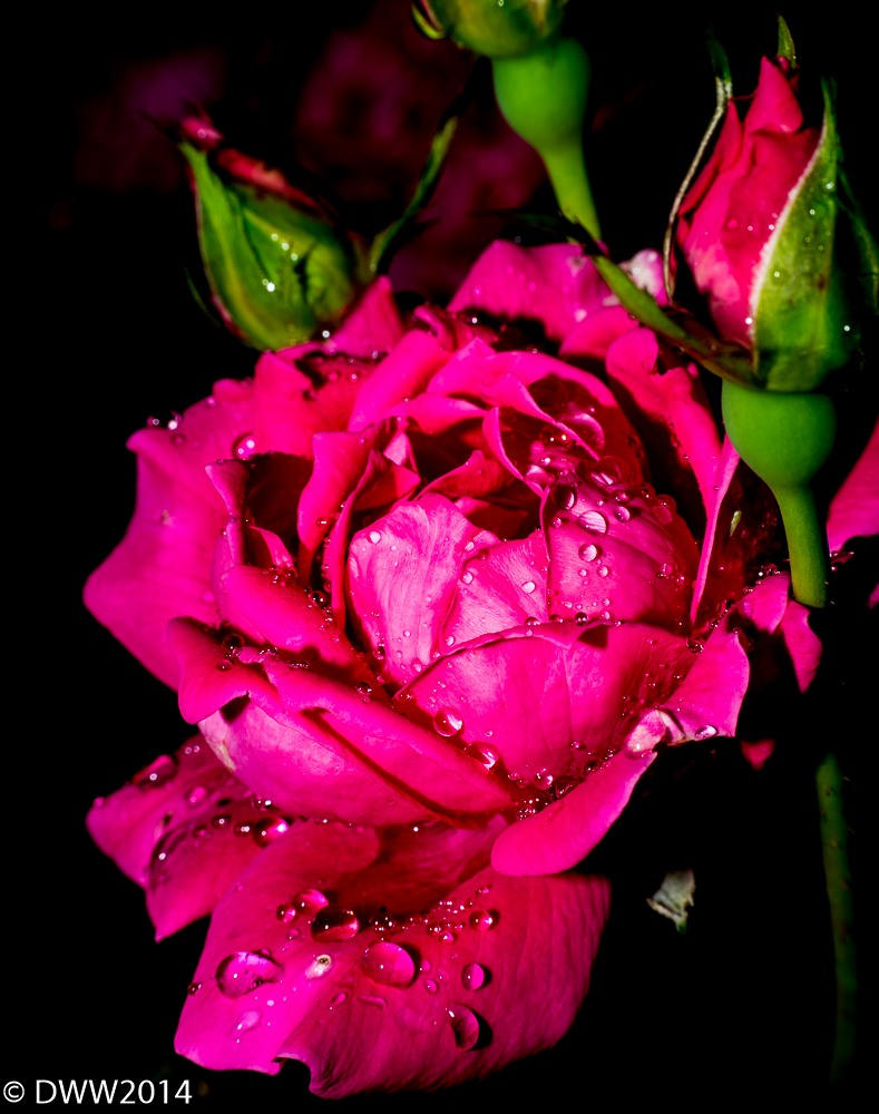Neon Gems (1 of 1).jpg