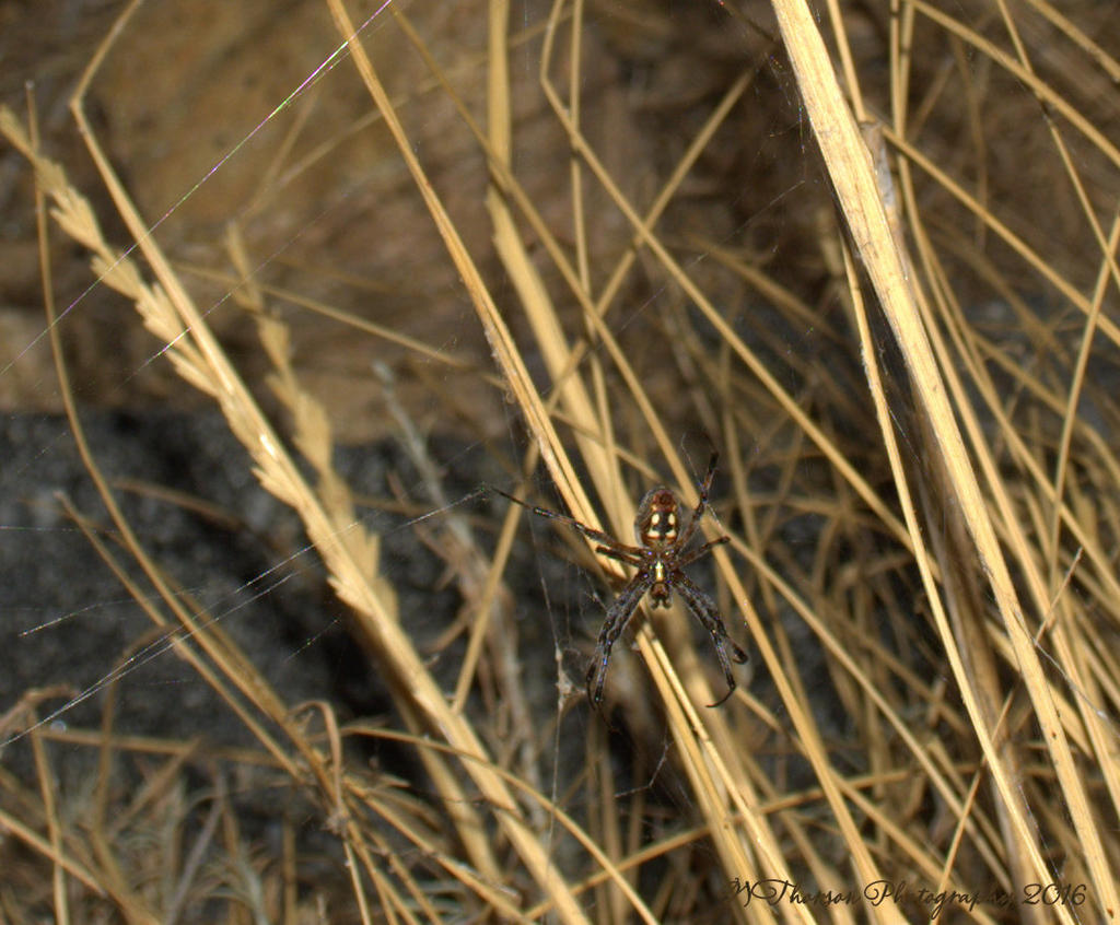 Neosconia Oaxacensis Spider  8-6-2016.jpg