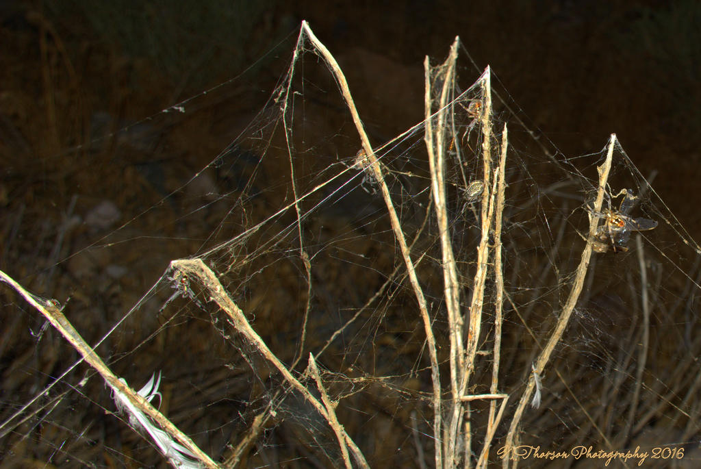 Neosconia Oaxacensis Spider Family  8-6-2016.jpg