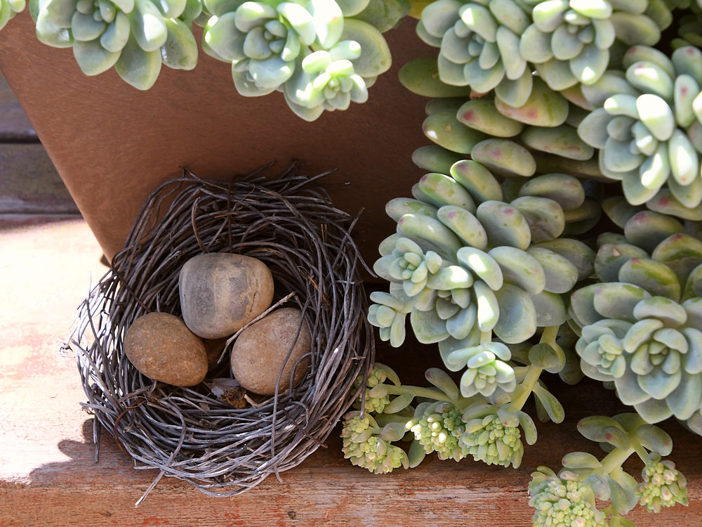 Nest.jpg