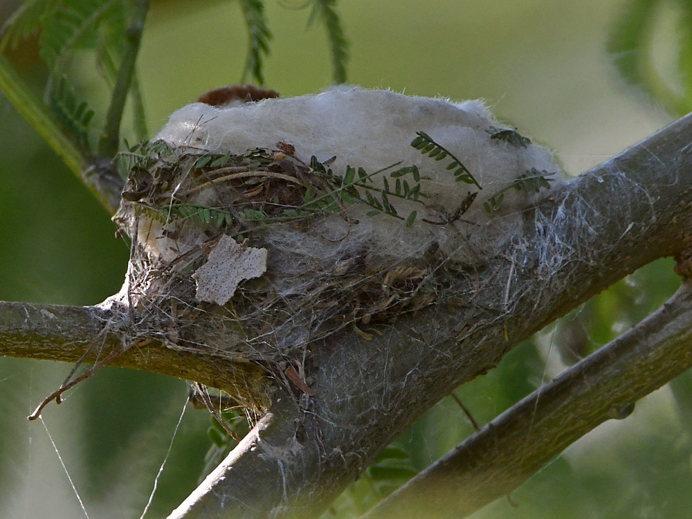 Nest.jpg